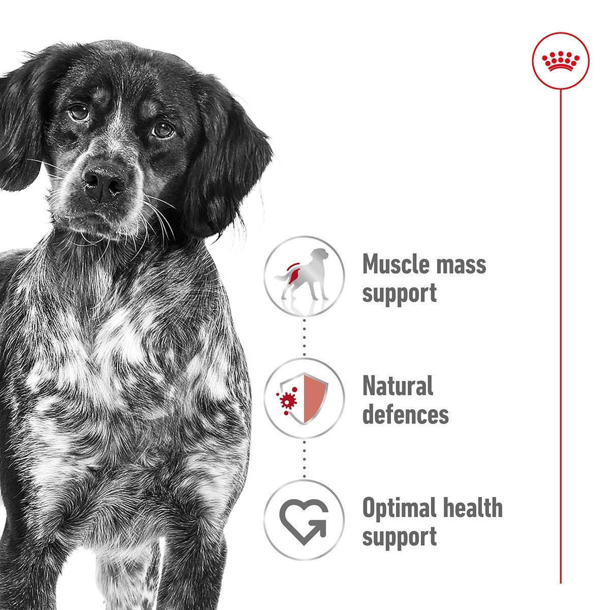 Royal Canin Medium Adult Wet Dog Food