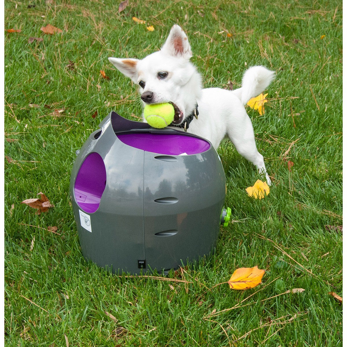 PetSafe Automatic Ball Launcher For Dogs