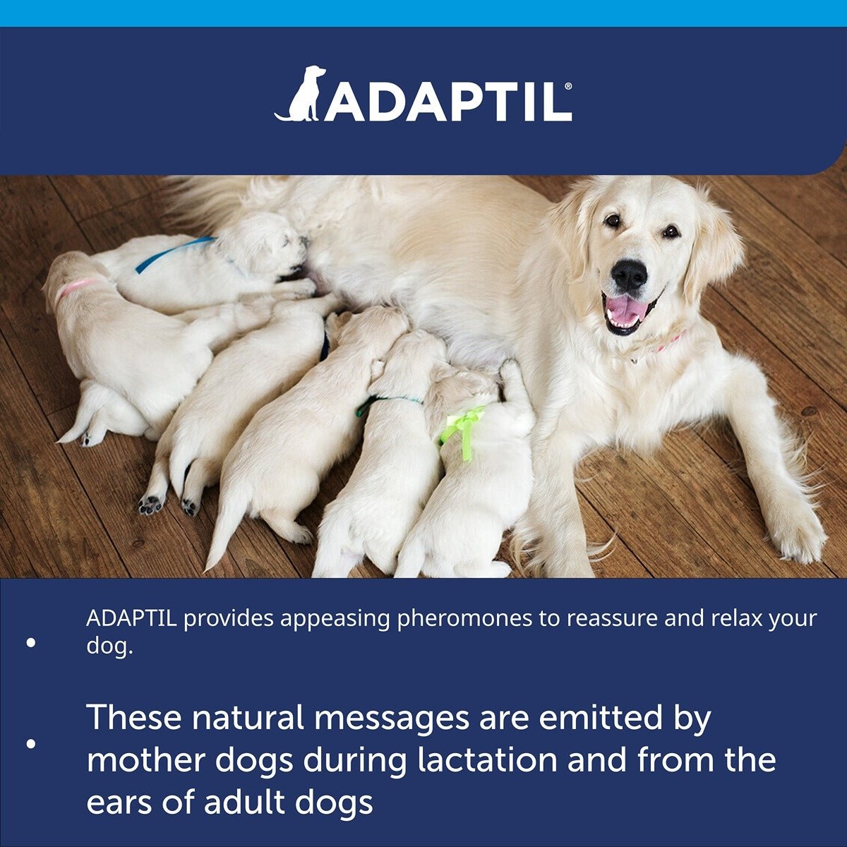 Adaptil Calming Collar for Dogs