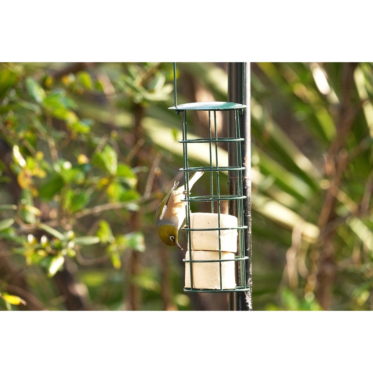 Topflite Wild Bird Truffle Feeder