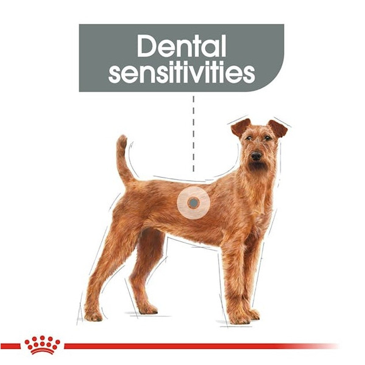 Royal Canin Medium Dental Care Dry Dog Food