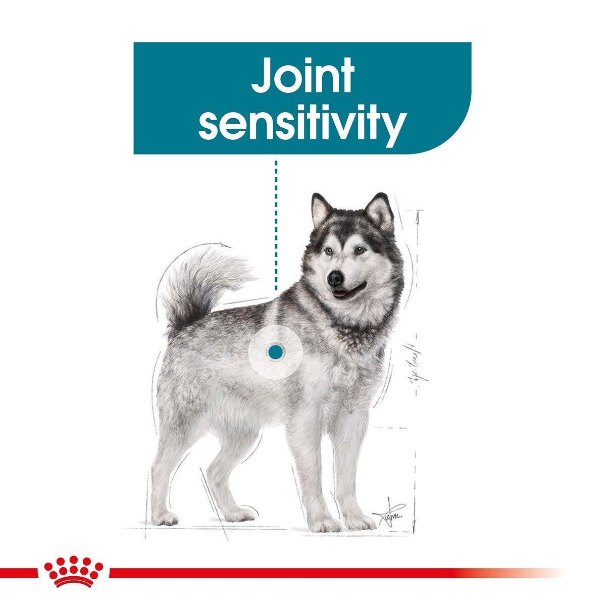 Royal Canin Maxi Joint Care Dry Dog Food