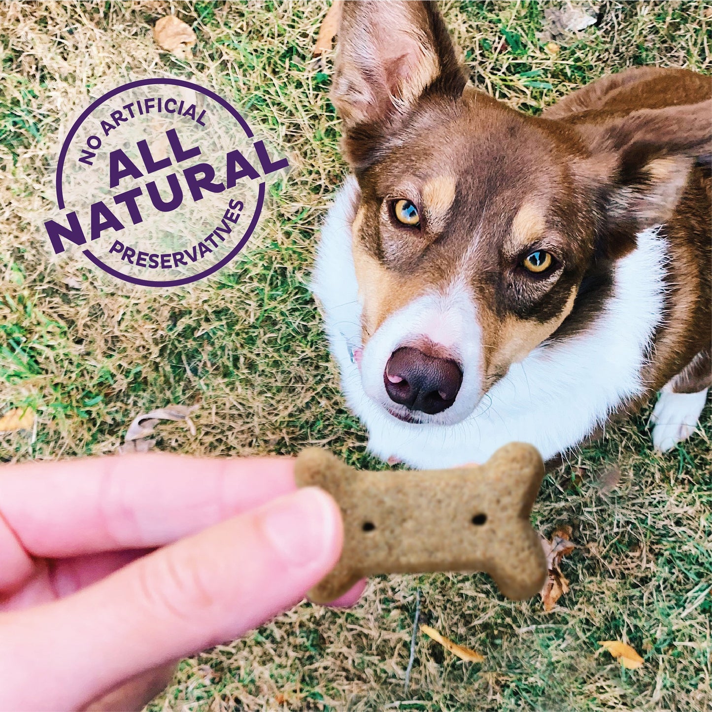Old Mother Hubbard Bac 'N' Cheez Dog Treats