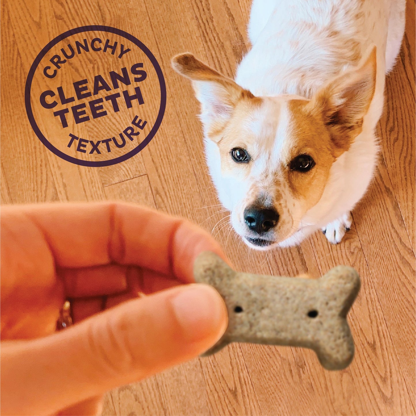 Old Mother Hubbard Bac 'N' Cheez Dog Treats