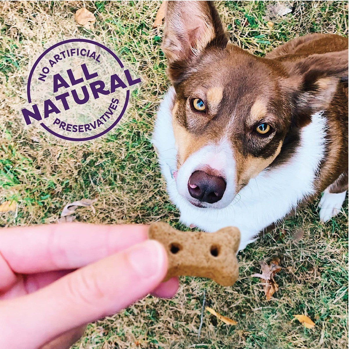 Old Mother Hubbard Hip & Joint Dog Treat