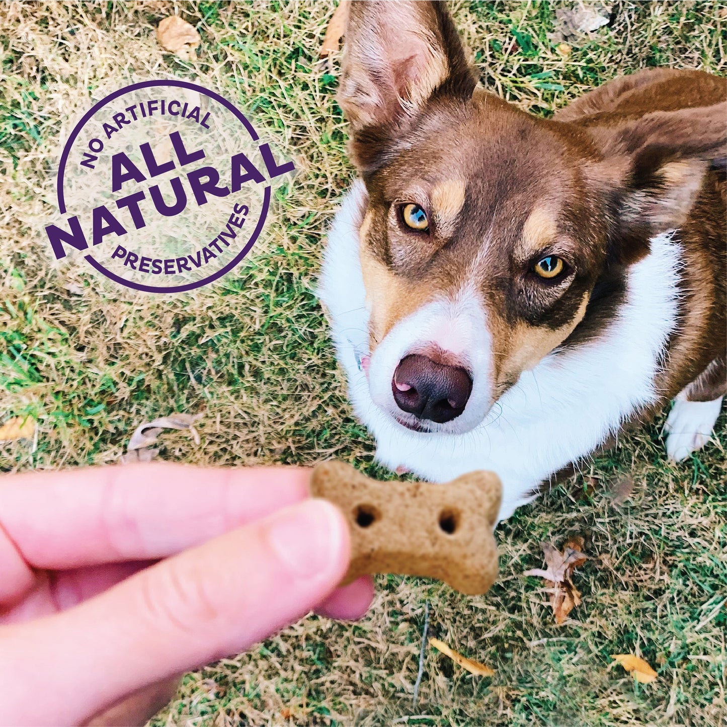 Old Mother Hubbard P-Nutter Mini Dog Treats