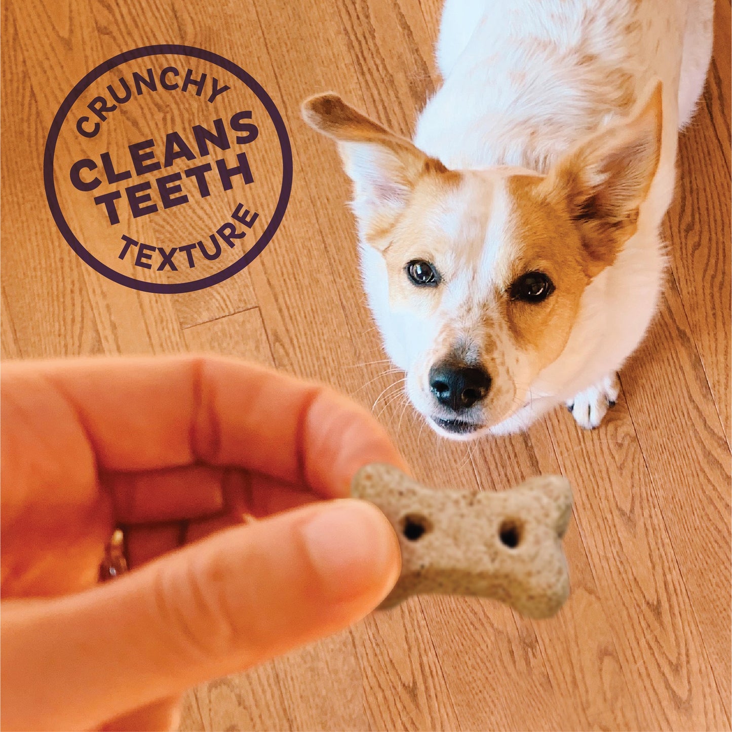 Old Mother Hubbard P-Nutter Mini Dog Treats