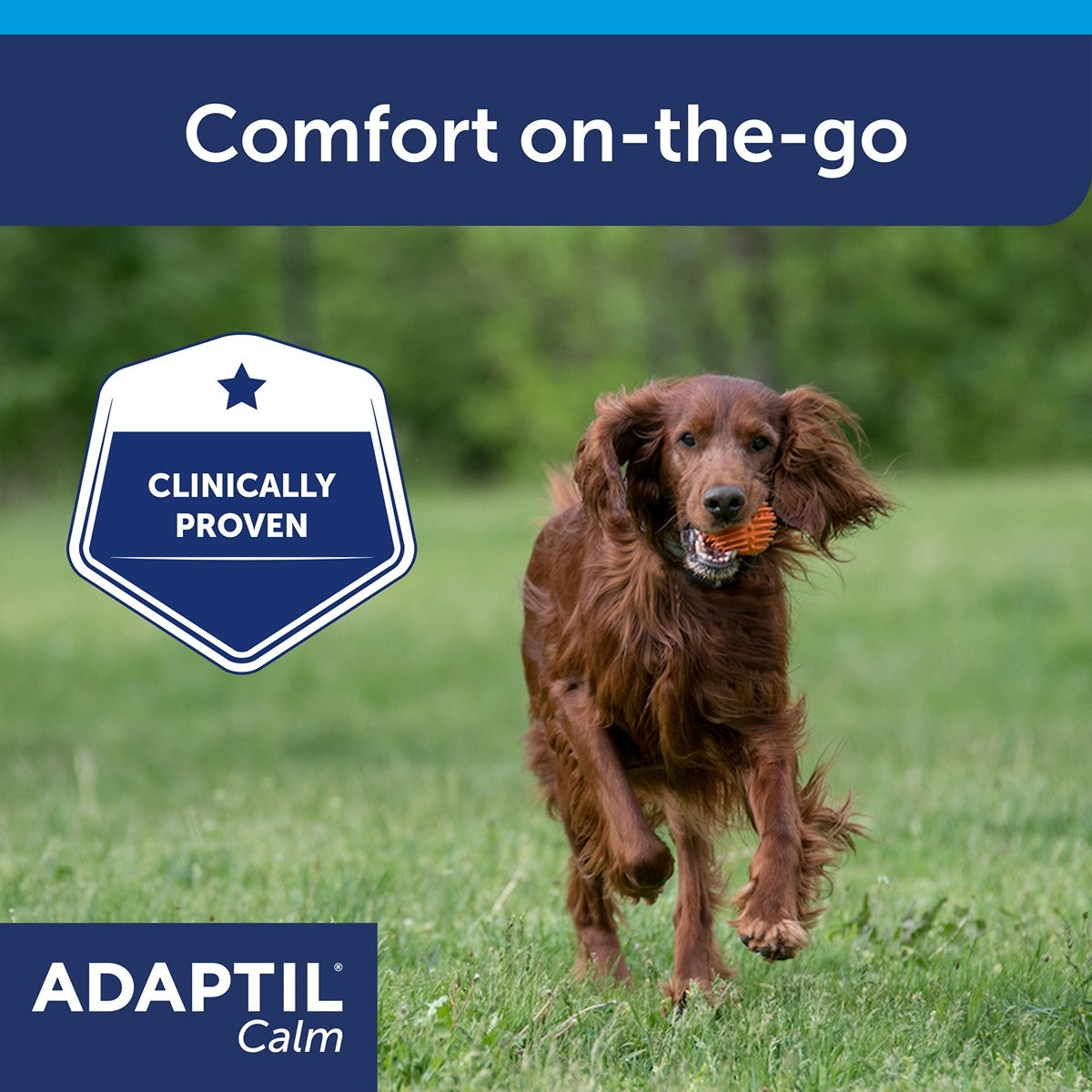Adaptil Calming Collar for Dogs