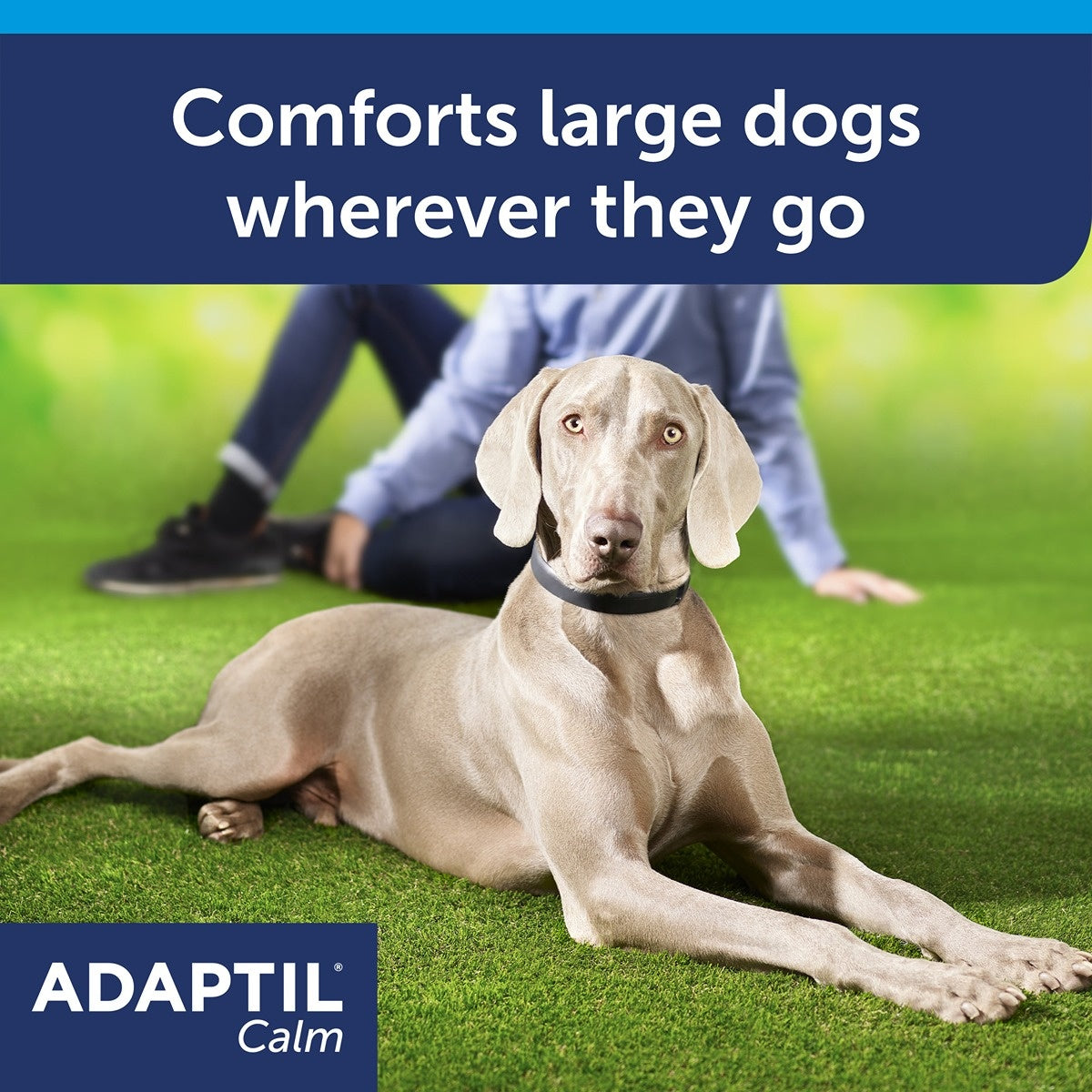 Adaptil Calming Collar for Dogs