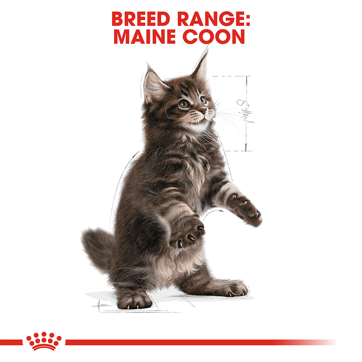 Royal Canin Maine Coon Dry Kitten Food