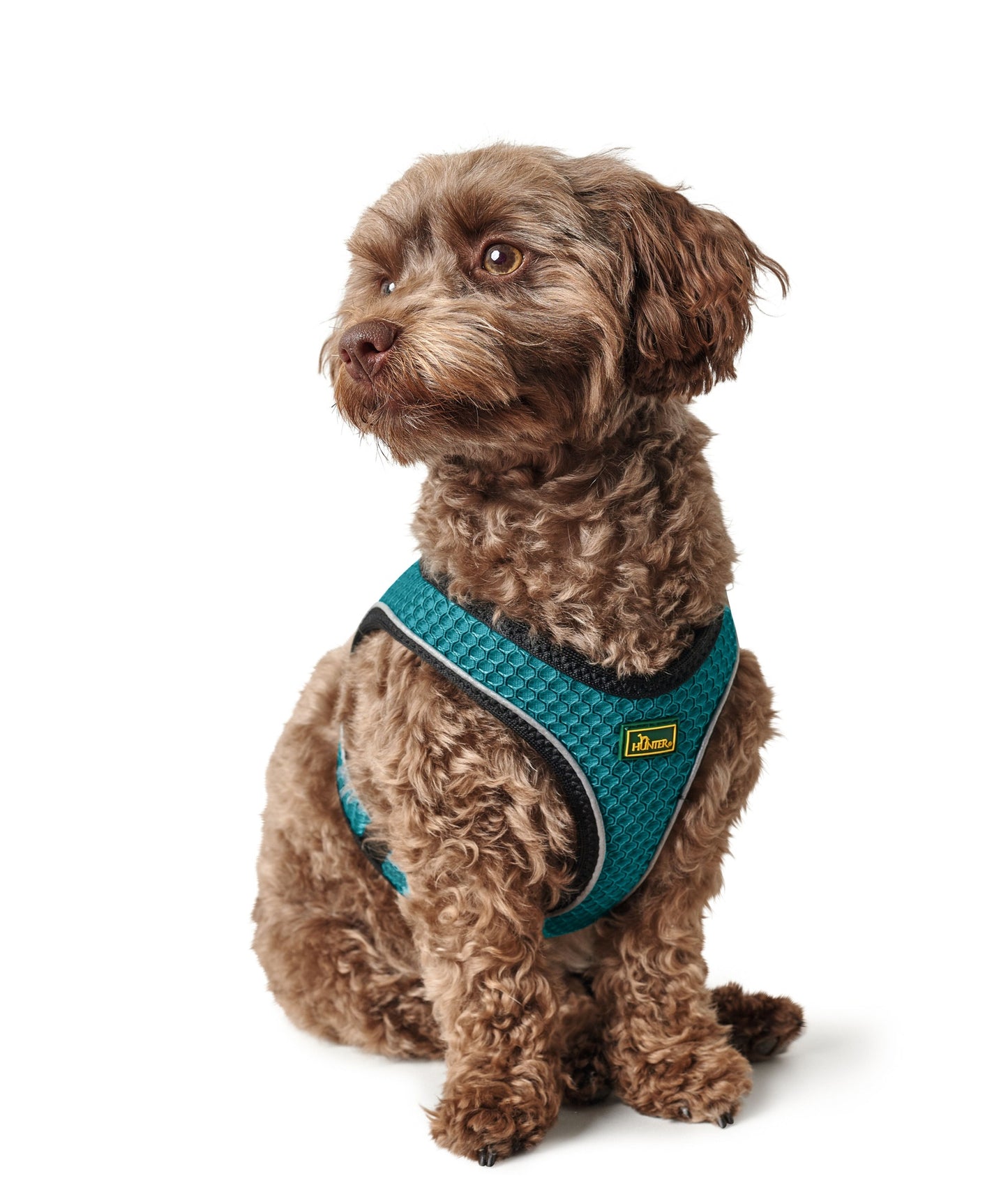 Hunter Hilo Harness for Dogs