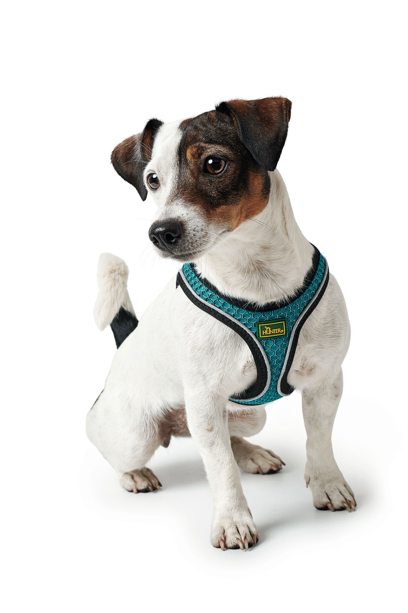 Hunter Hilo Harness for Dogs