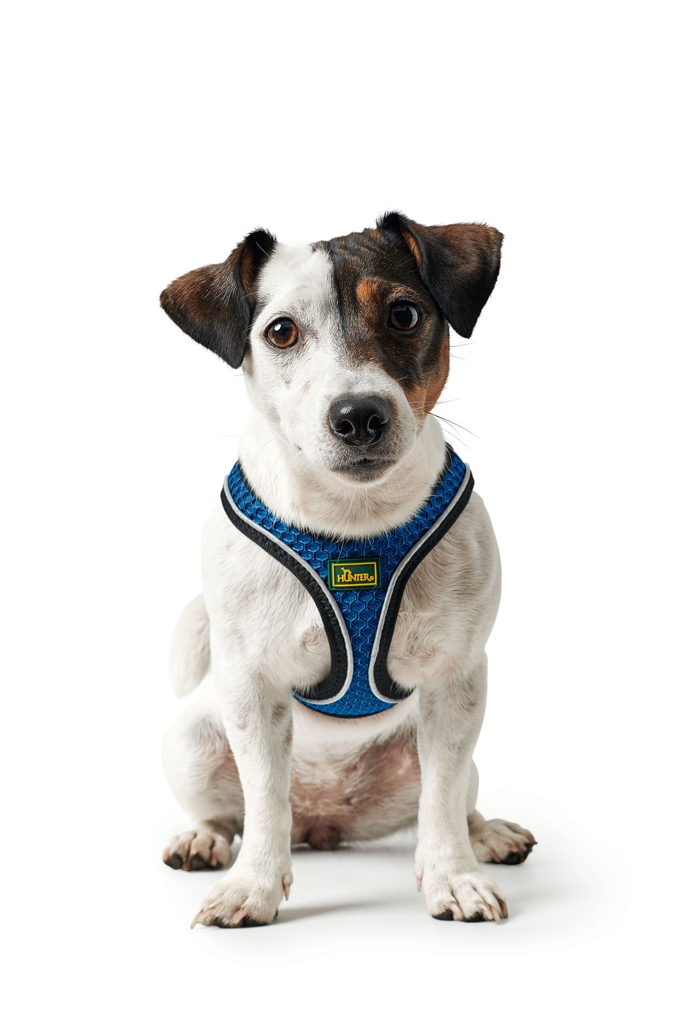 Hunter Hilo Harness for Dogs