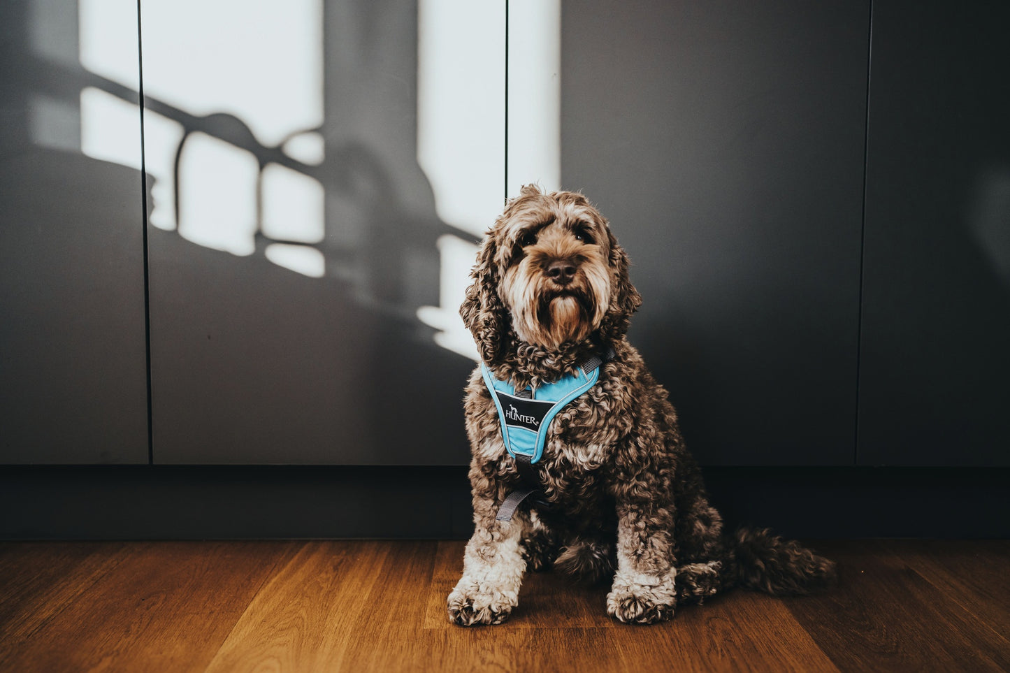 Hunter Divo Ergonomic Dog Harness