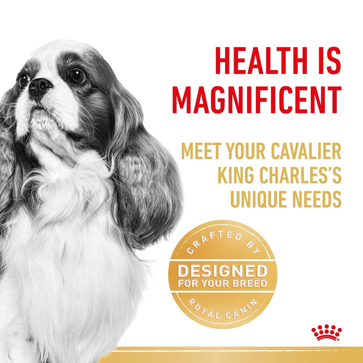 Royal Canin Cavalier King Charles Spaniel Adult Dry Dog Food