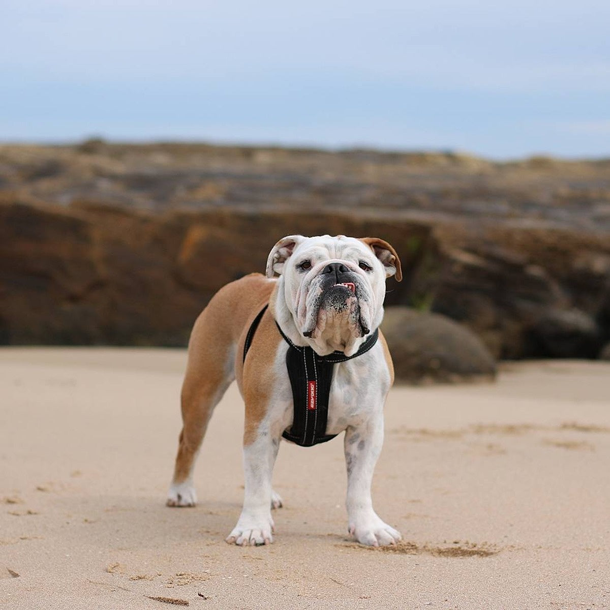EzyDog Chest Plate Harness
