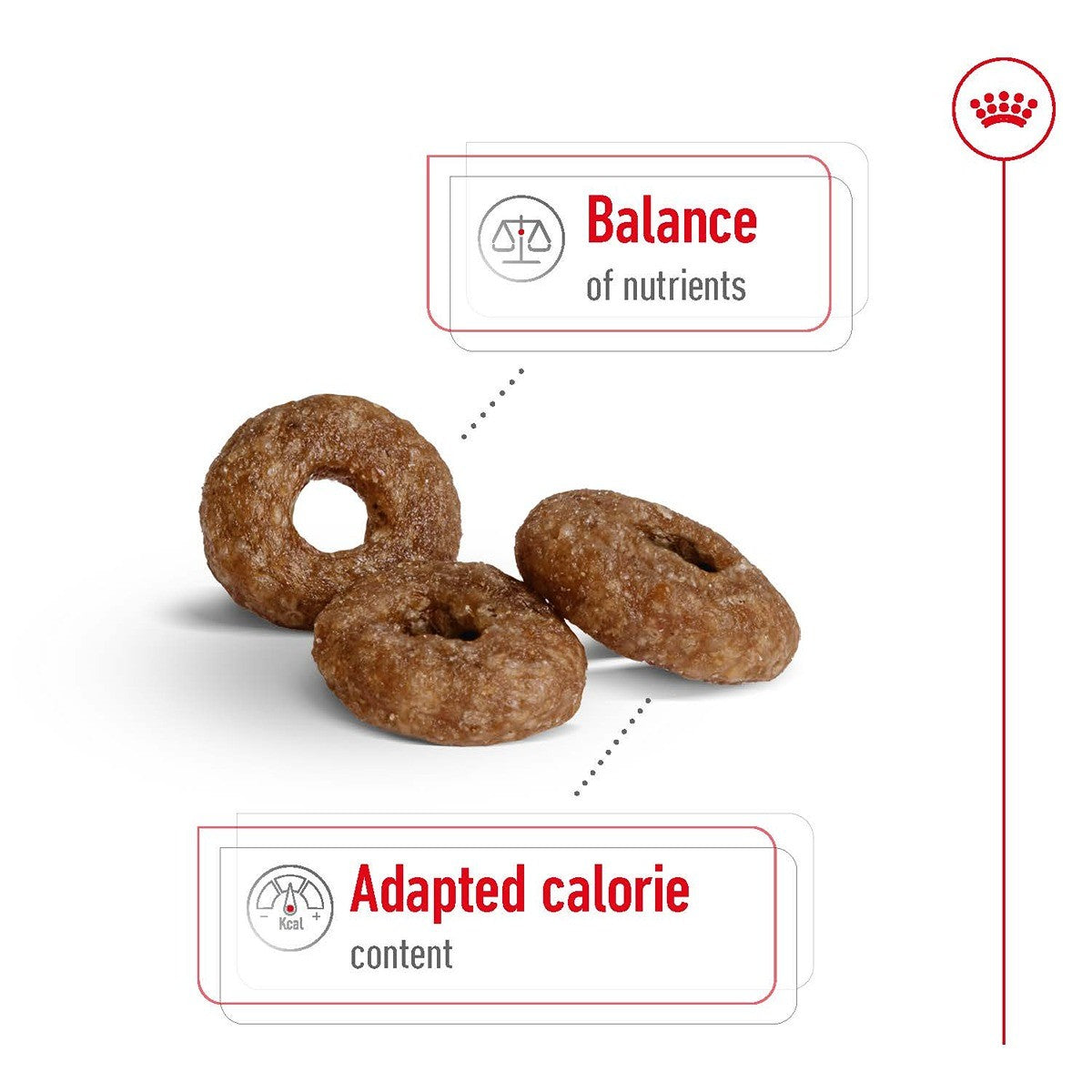 Royal Canin Mini Ageing 12+ Dry Dog Food