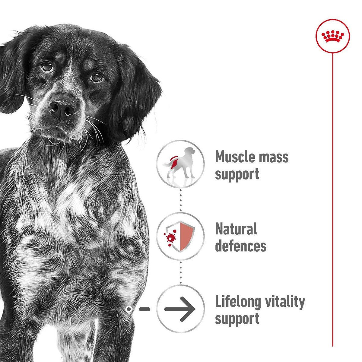 Royal Canin Medium Ageing 10+ Dry Dog Food