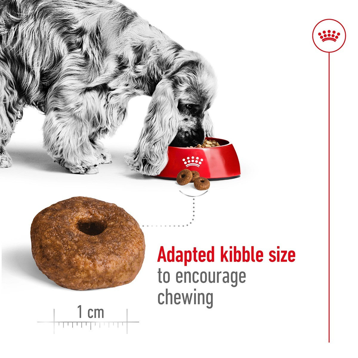 Royal Canin Medium Ageing 10+ Dry Dog Food