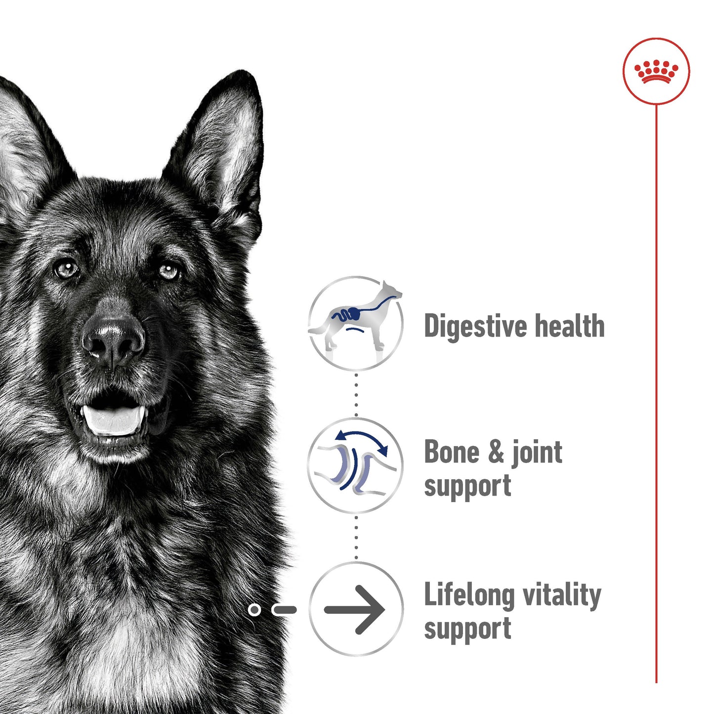Royal Canin Maxi Ageing 8+ Dry Dog Food