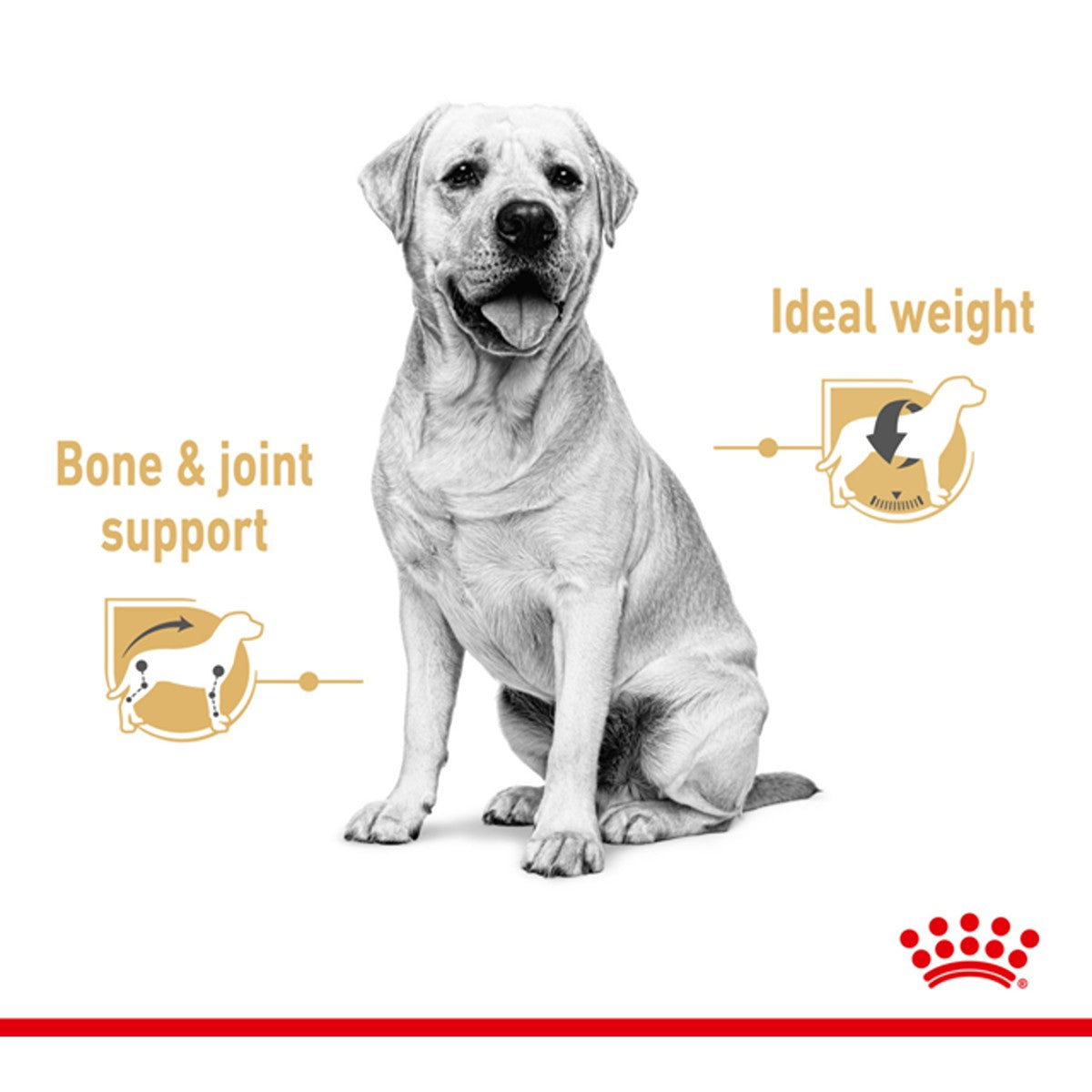 Royal Canin Labrador Retriever Gravy Wet Dog Food