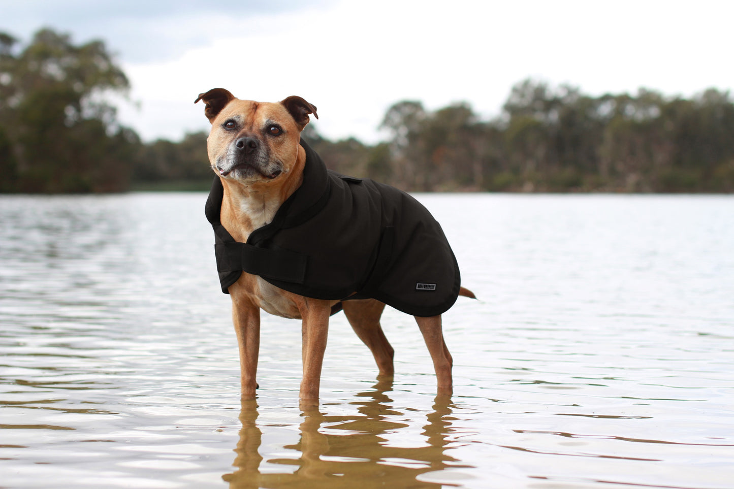 Ruff n Rugged Canvas Dog Coat Black