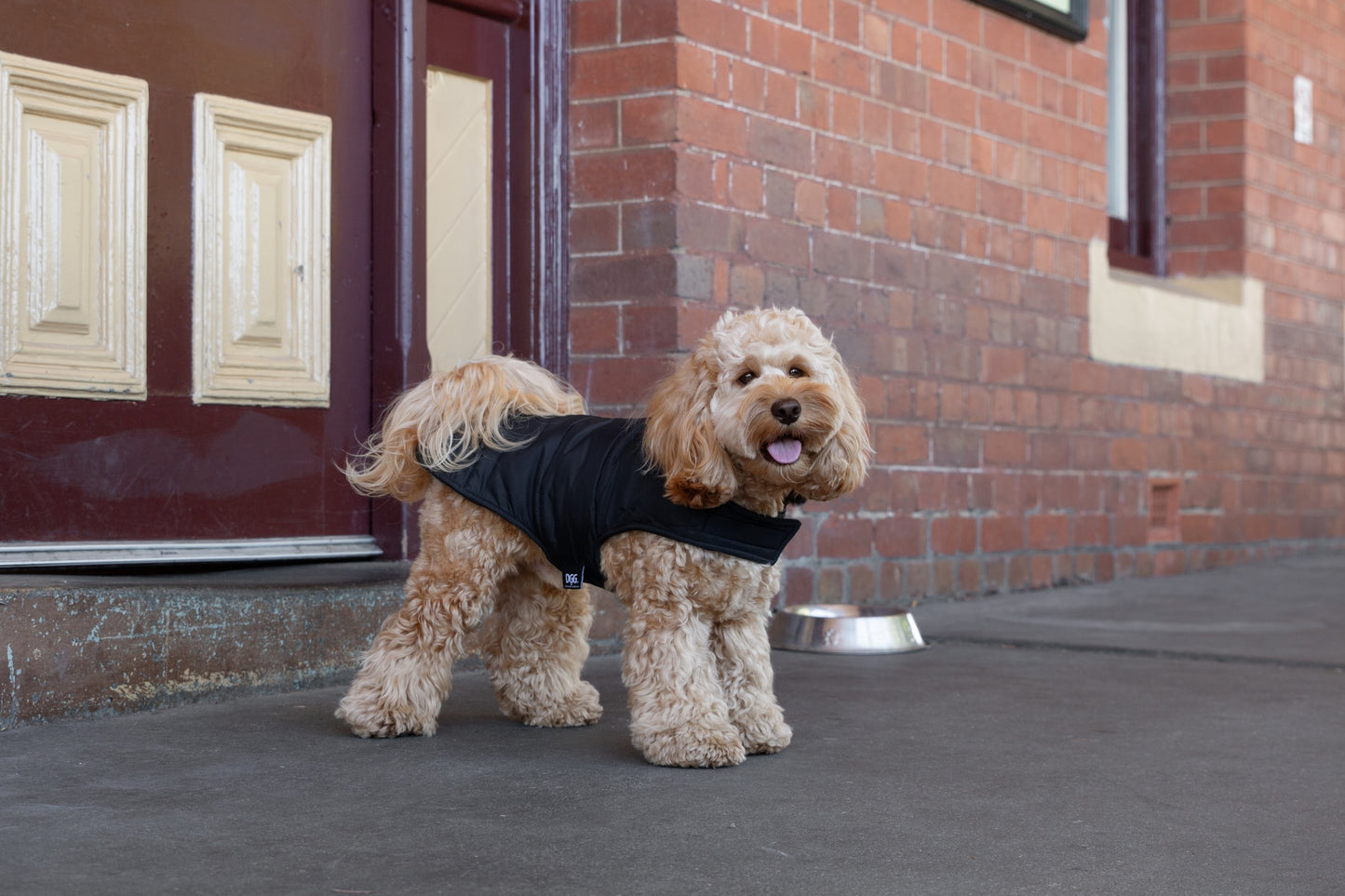 DGG Puffer Dog Jacket Black
