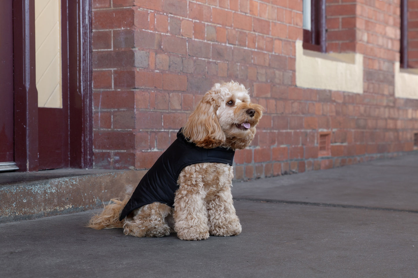 DGG Puffer Dog Jacket Black