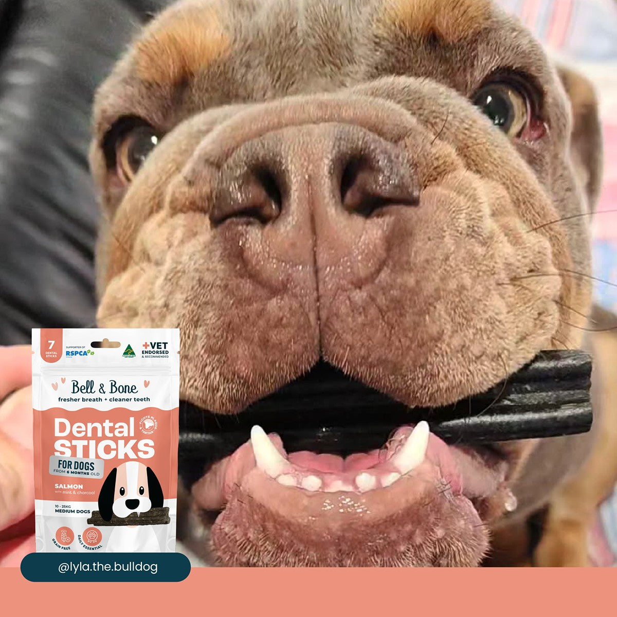 Bell & Bone Salmon, Mint and Charcoal Dental Sticks Dog Treats