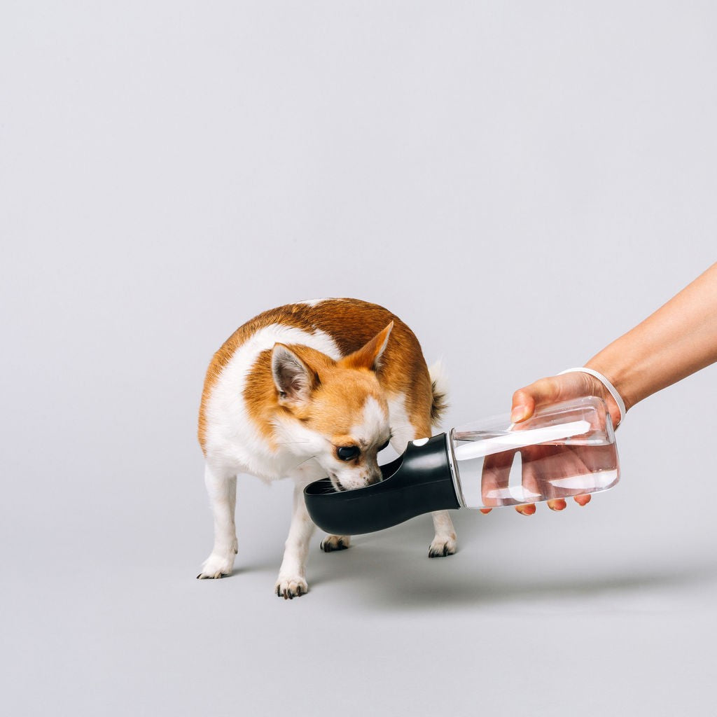 Thirsty Dog Drink Bottle