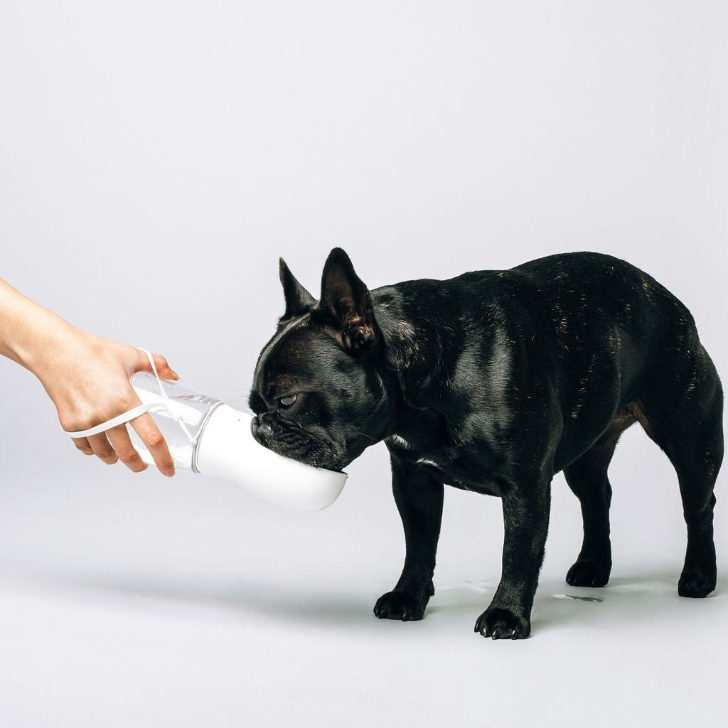 Thirsty Dog Drink Bottle