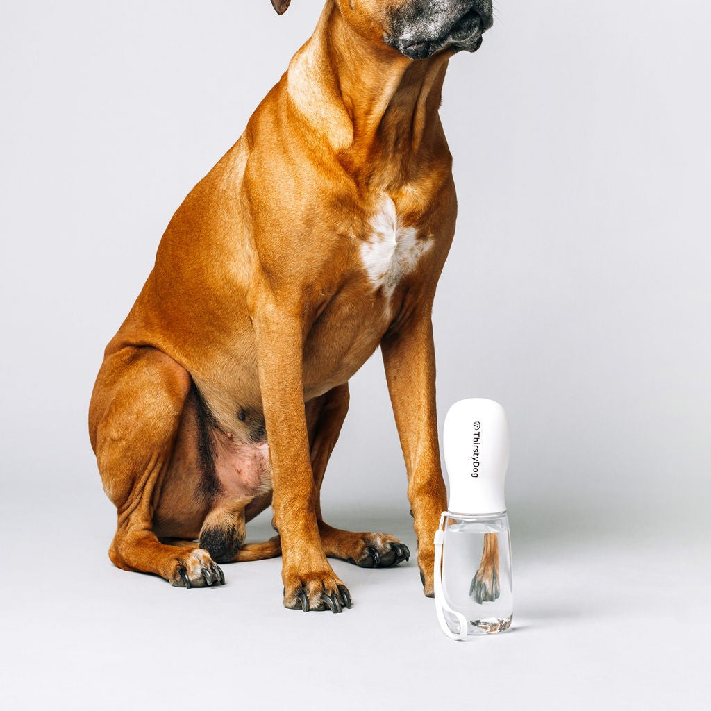 Thirsty Dog Drink Bottle