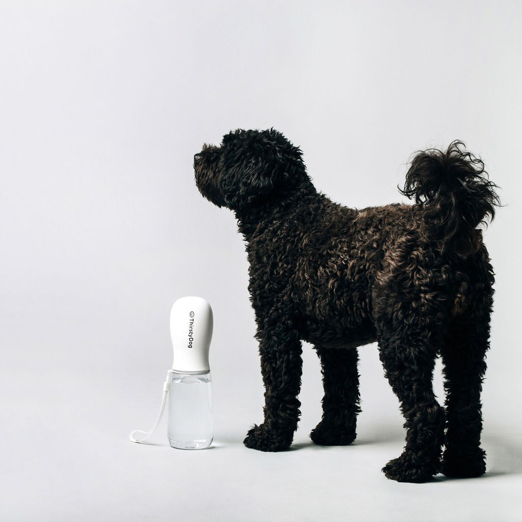 Thirsty Dog Drink Bottle