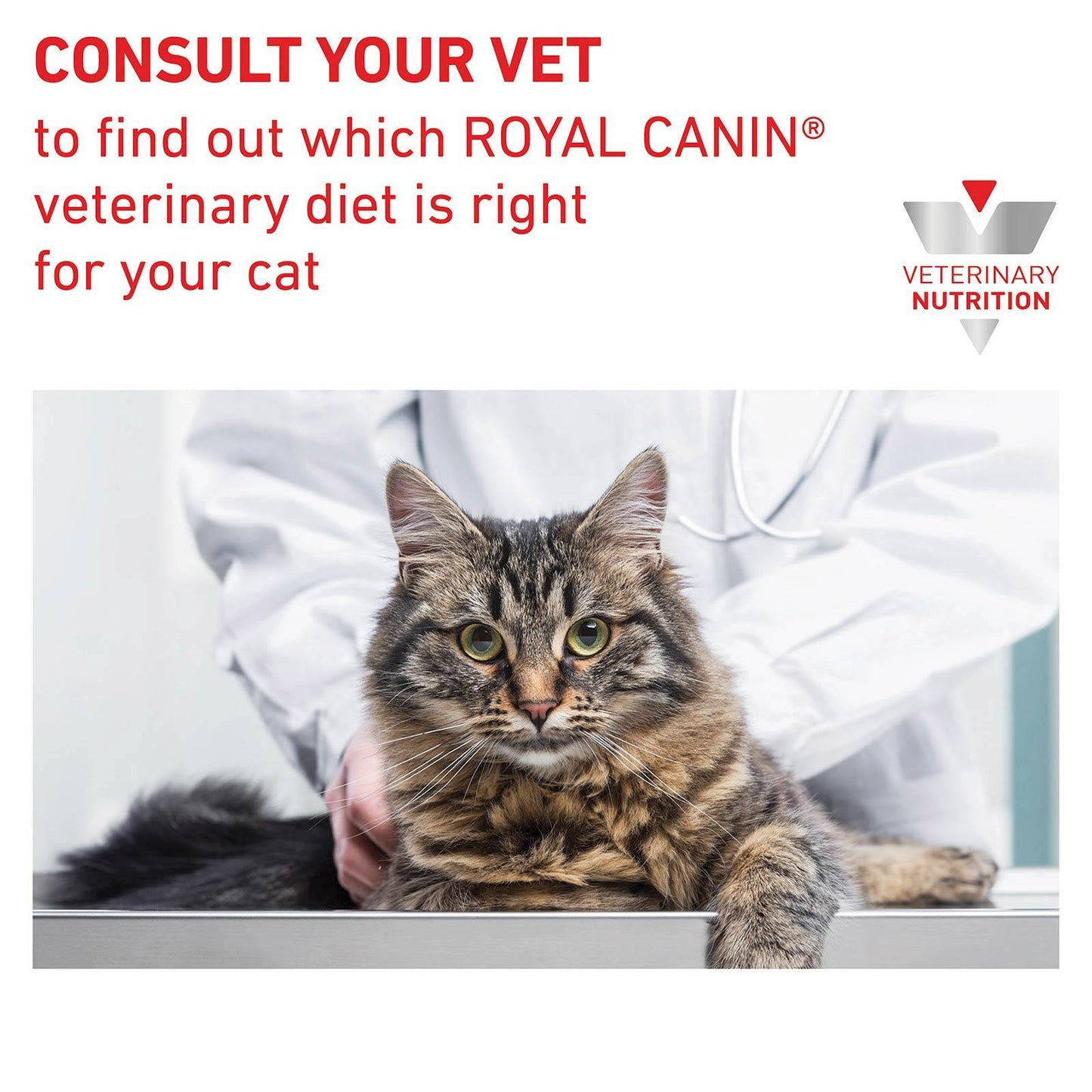 Royal Canin Vet Early Renal Dry Cat Food