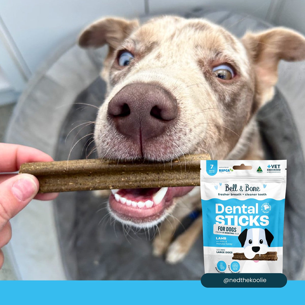 Bell & Bone Lamb, Mint & Manuka Honey Dental Sticks Dog Treats
