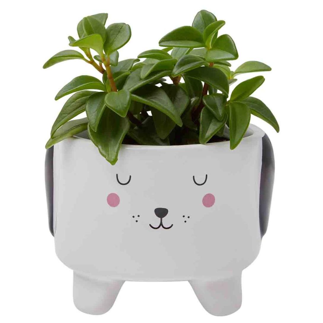 Petstock Foundation Dog Planter