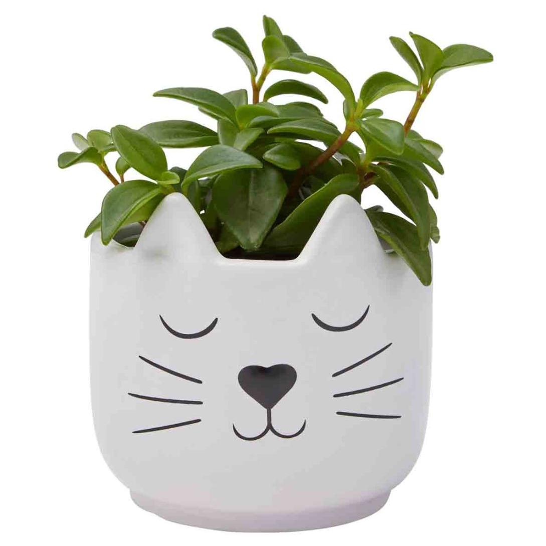 Petstock Foundation Cat Planter