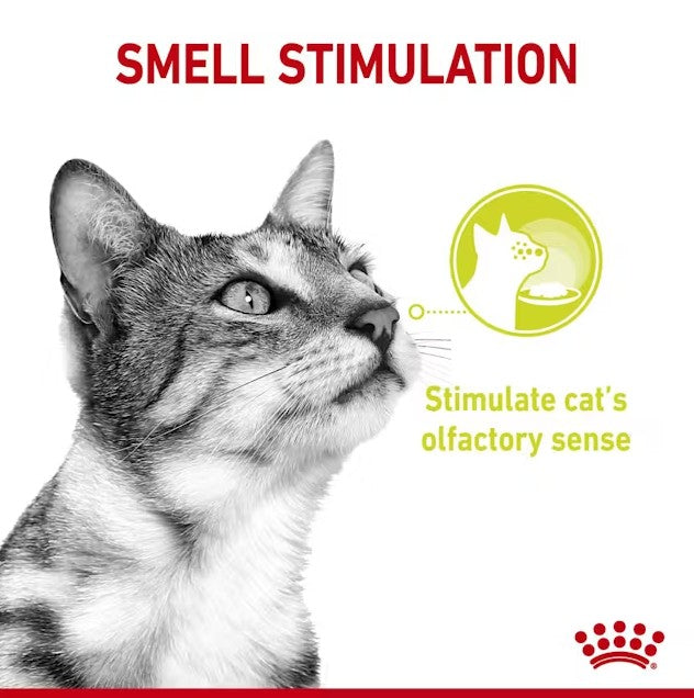 Royal Canin Sensory Smell in Gravy Wet Cat Food