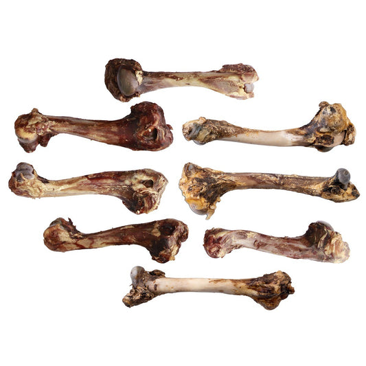 Dried Manuka Giant Venison Bone