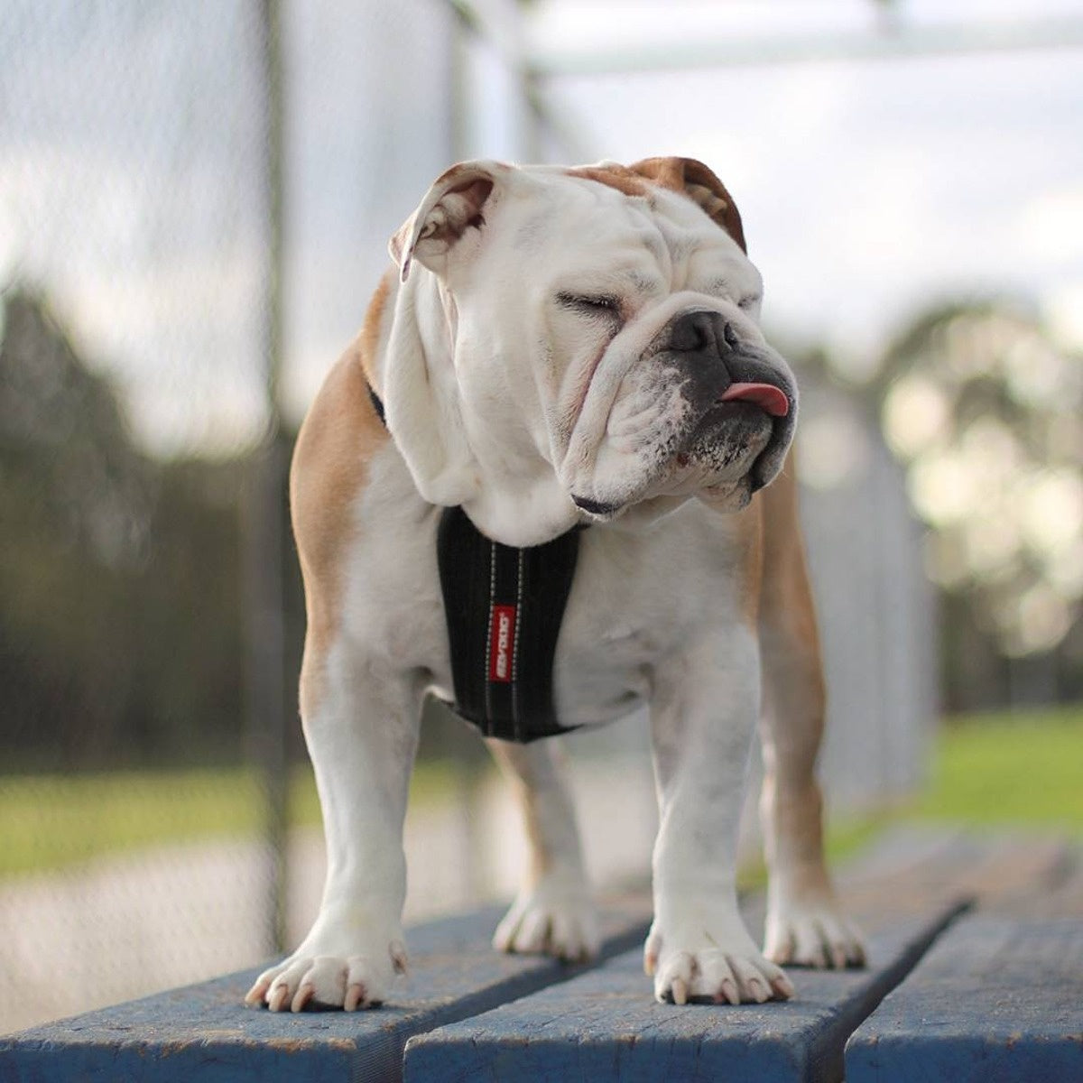 EzyDog Chest Plate Harness