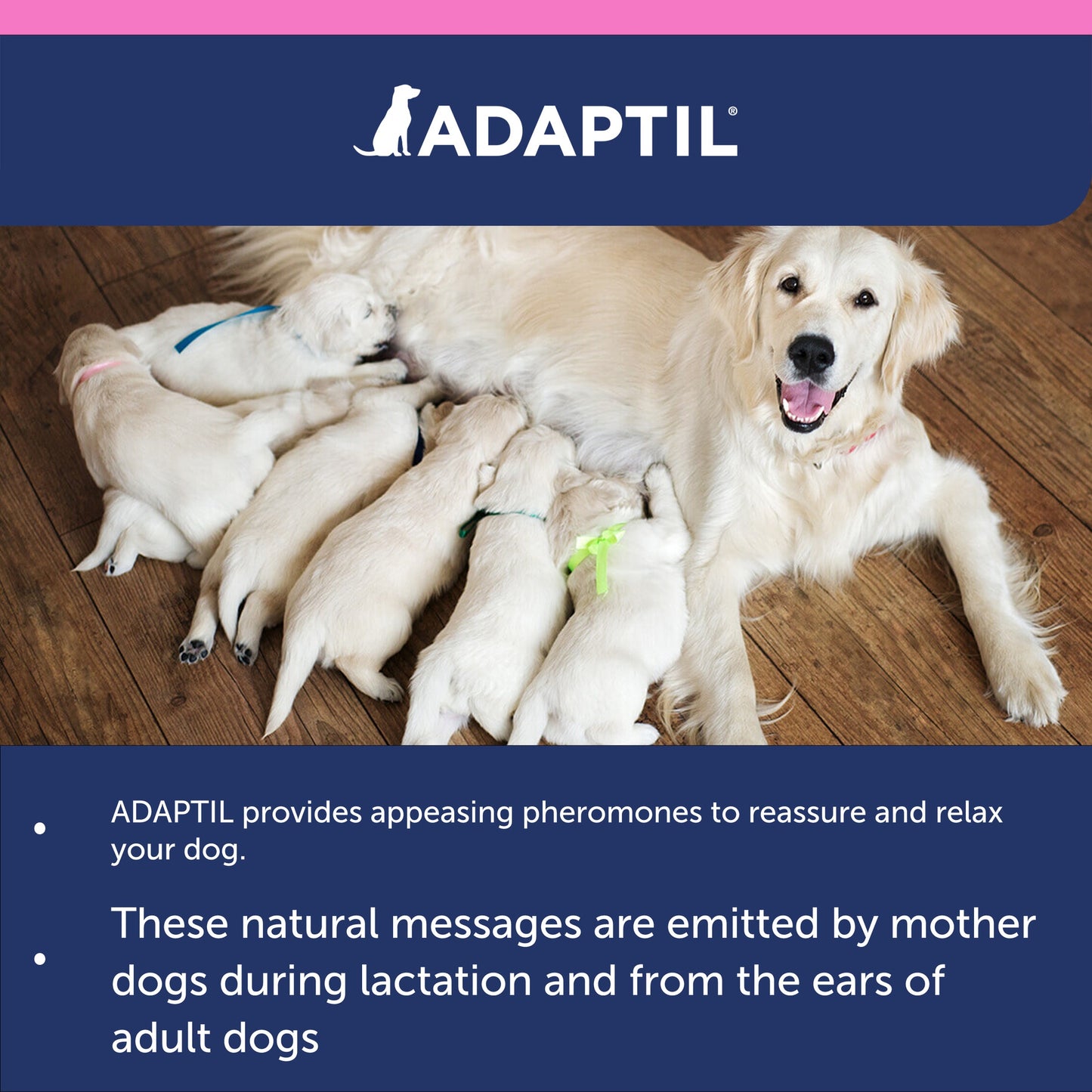 Adaptil Calm Collar Junior