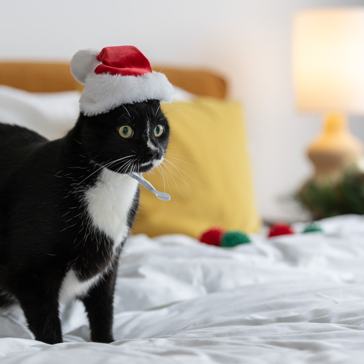 PETstock Christmas Santa Hat