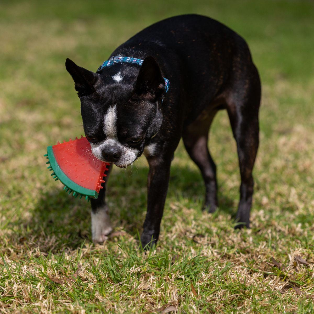 Lexi & Me Fruit Cooling Toy Watermelon