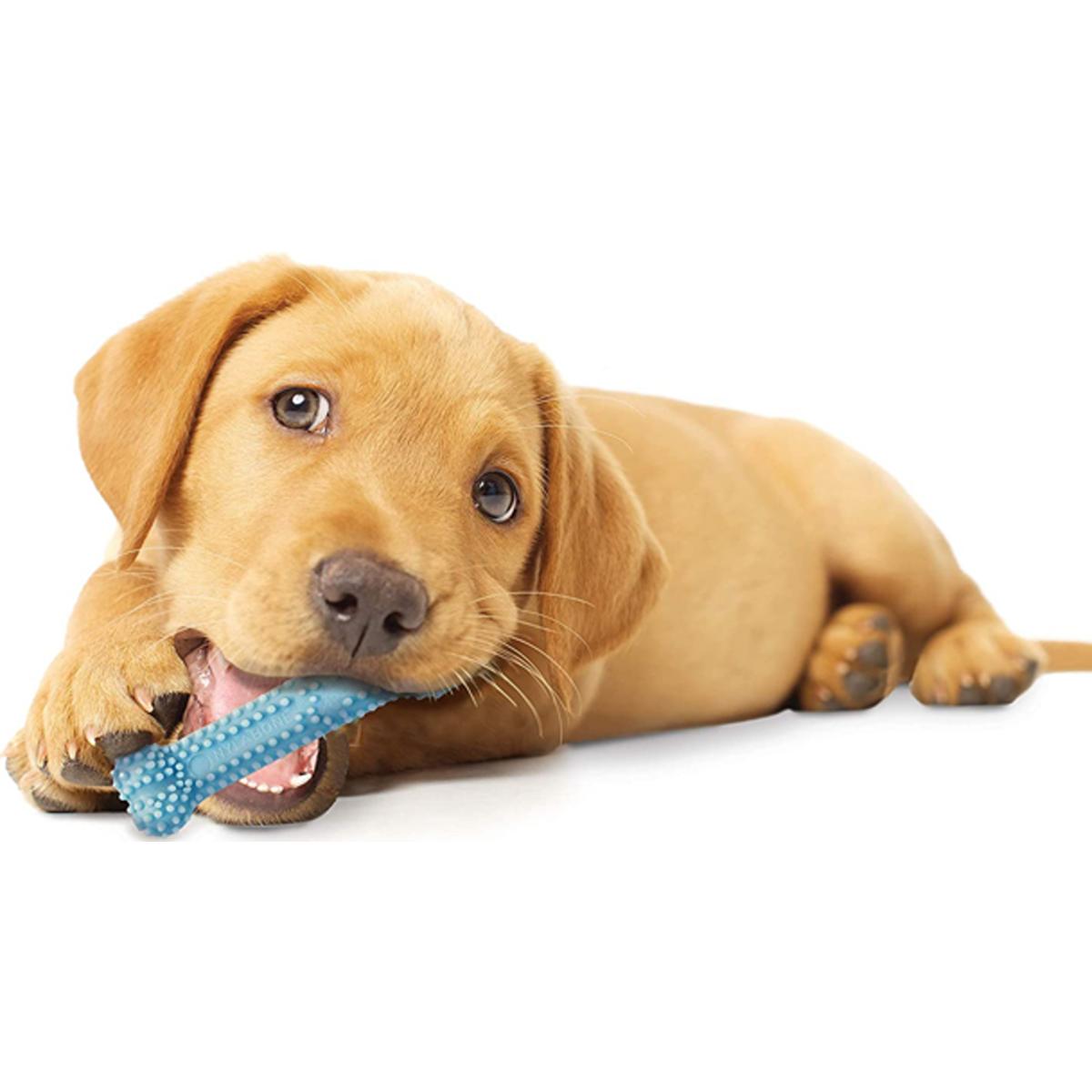 Nylabone Puppy Dental Chew