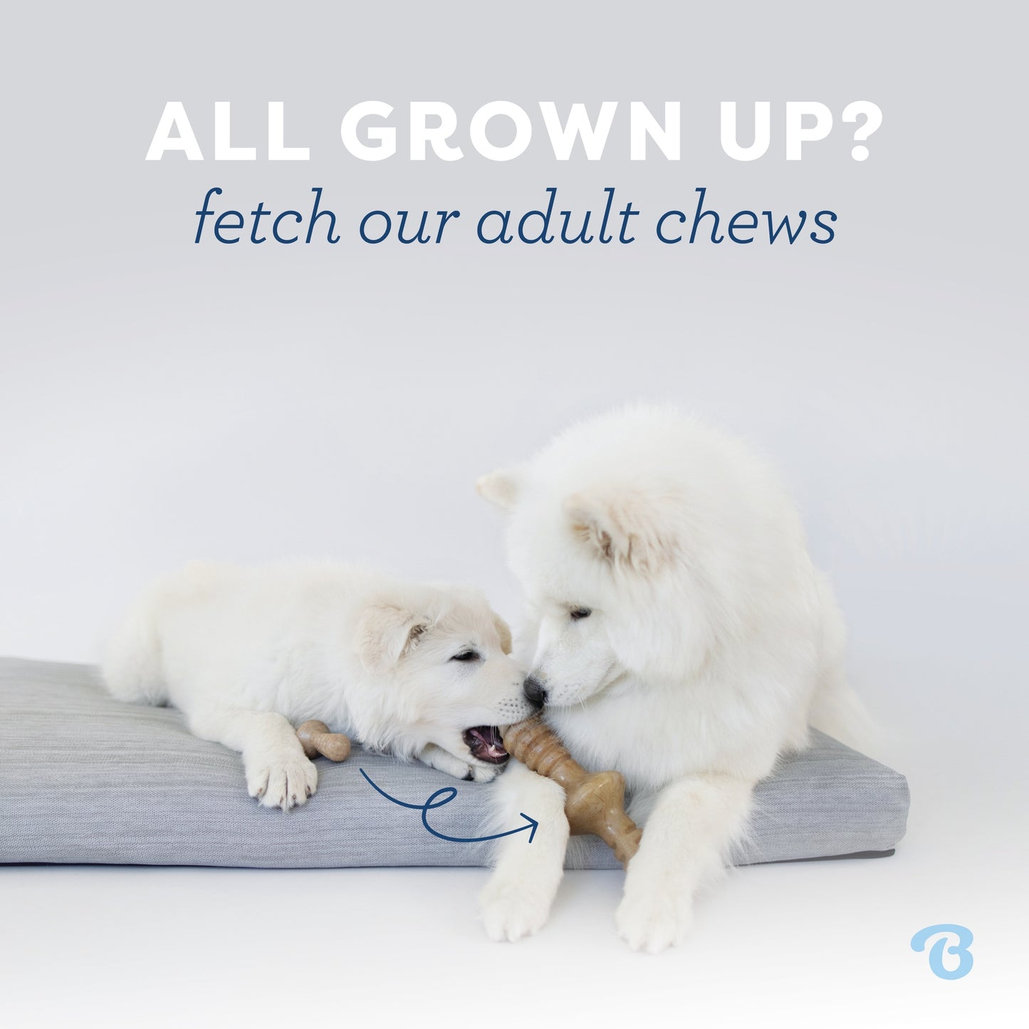 Benebone Puppy Dental Chew + Wishbone Bacon Flavoured
