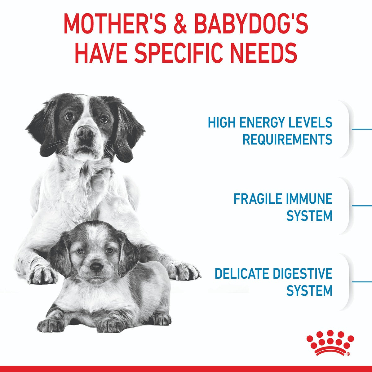 Royal Canin Medium Starter Mother & Babydog Dry Food