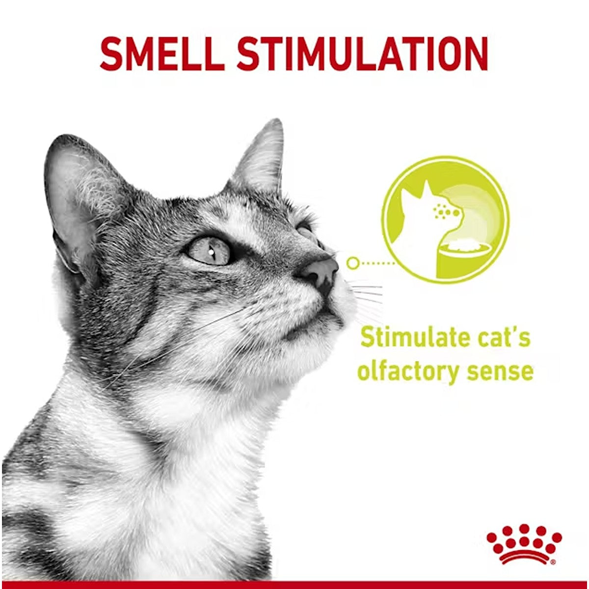 Royal Canin Sensory Smell in Jelly Wet Cat Food