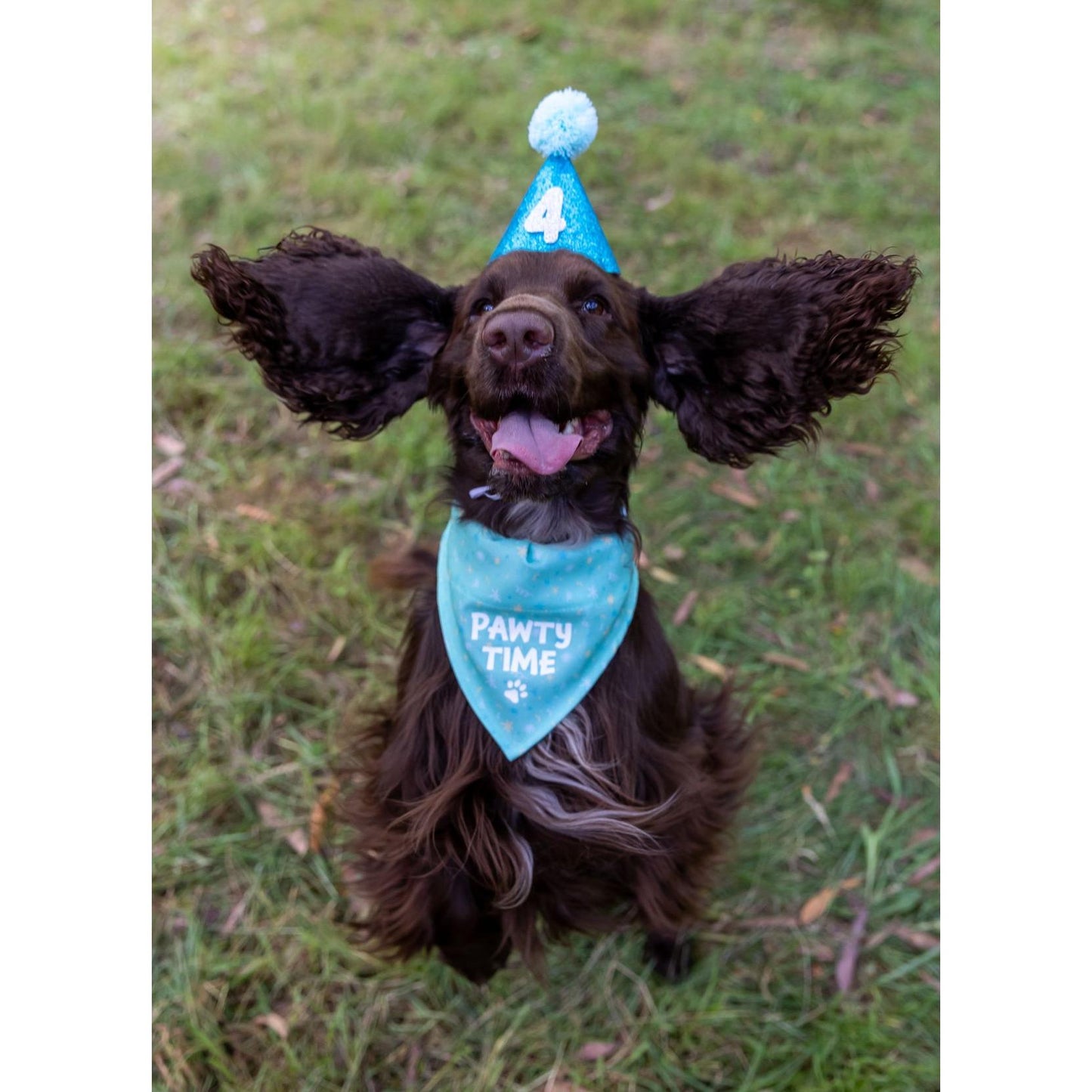 Petstock Foundation Birthday Hat and Bandana