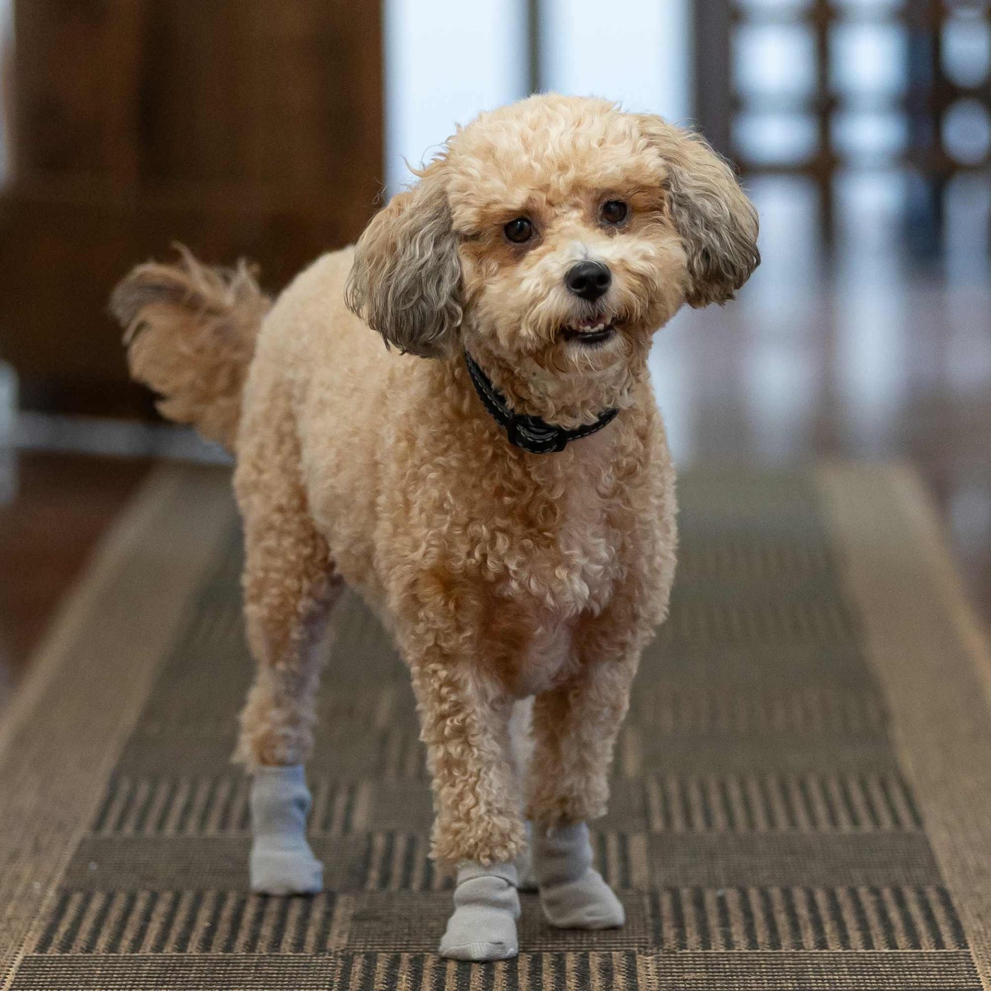 Lexi & Me Grey Grippy Dog Socks 4pk