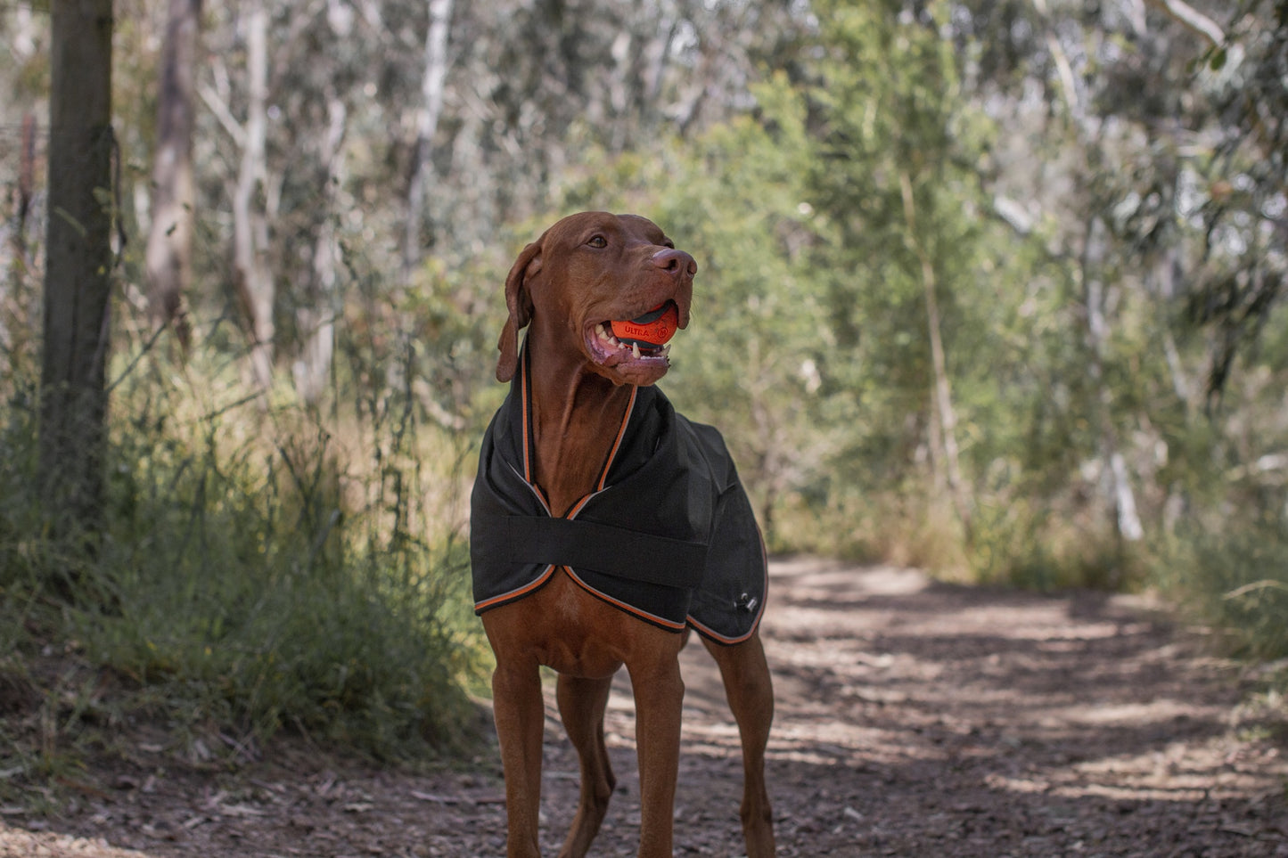 Ruff n Rugged Trail Blazer Dog Coat Black